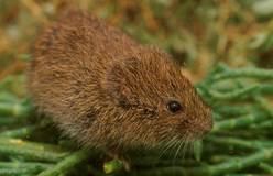 Mojave_River_Vole