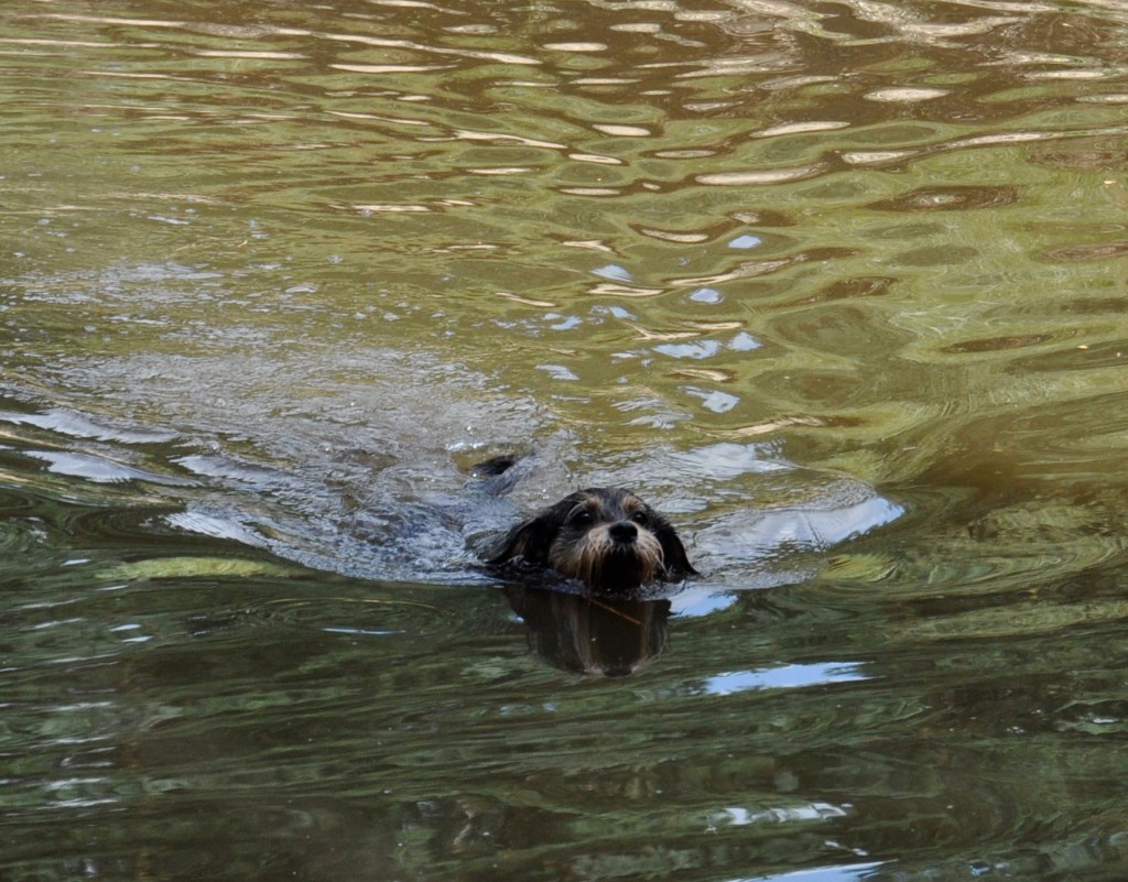 Macaulay in the pond