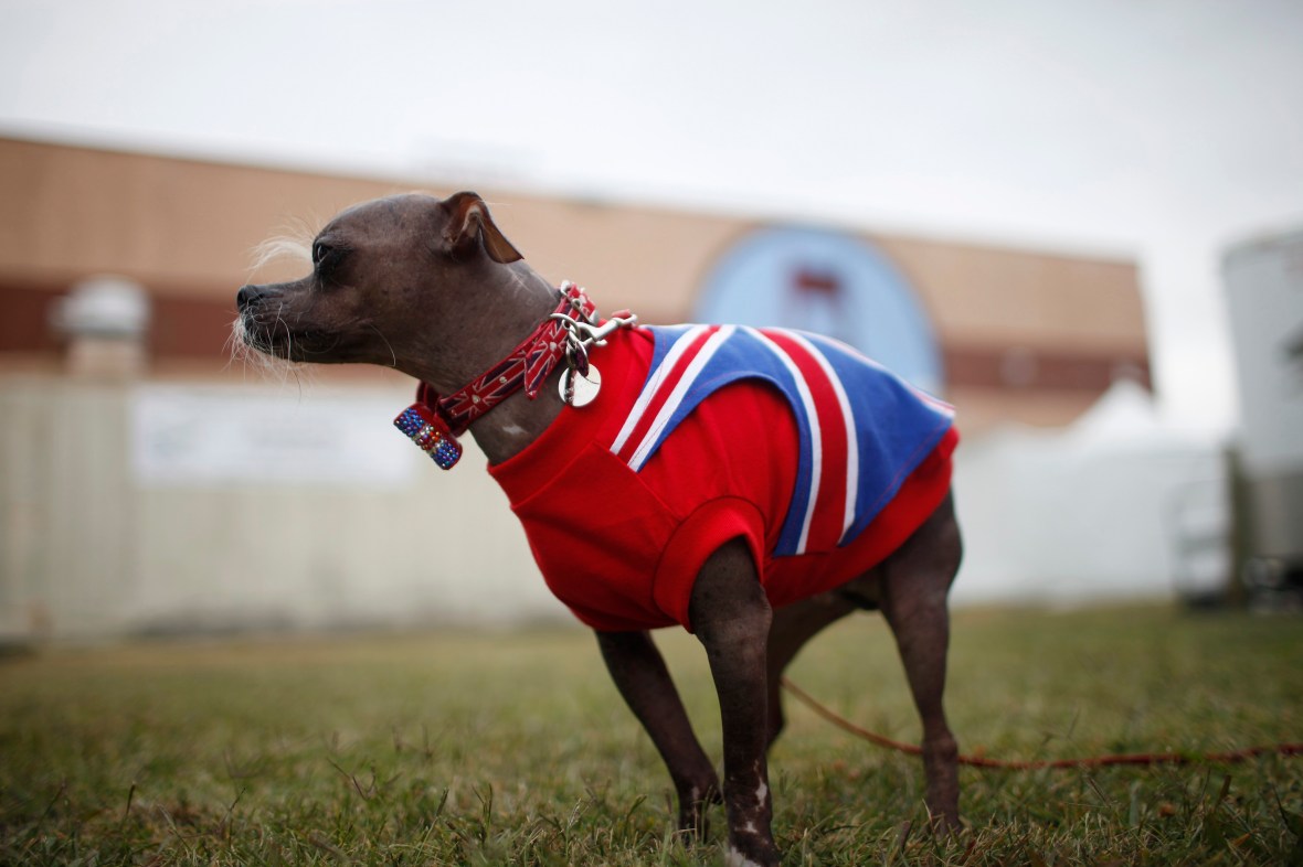 Mugly stands for a photo during the 24th annual World's Ugliest Dog Contest in Petaluma