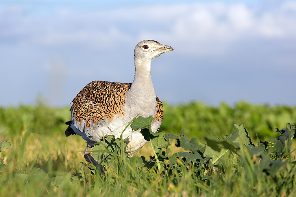 Great-Bustard-318