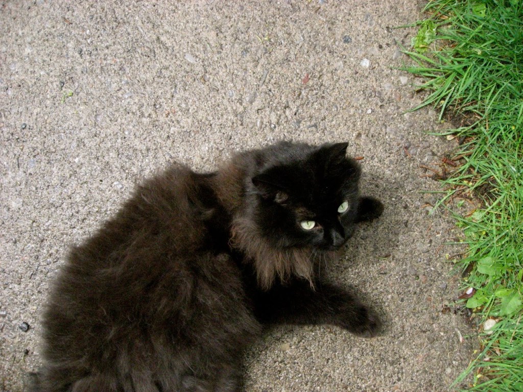 Pic from Christina of cat-about-town.blogspot.co.uk