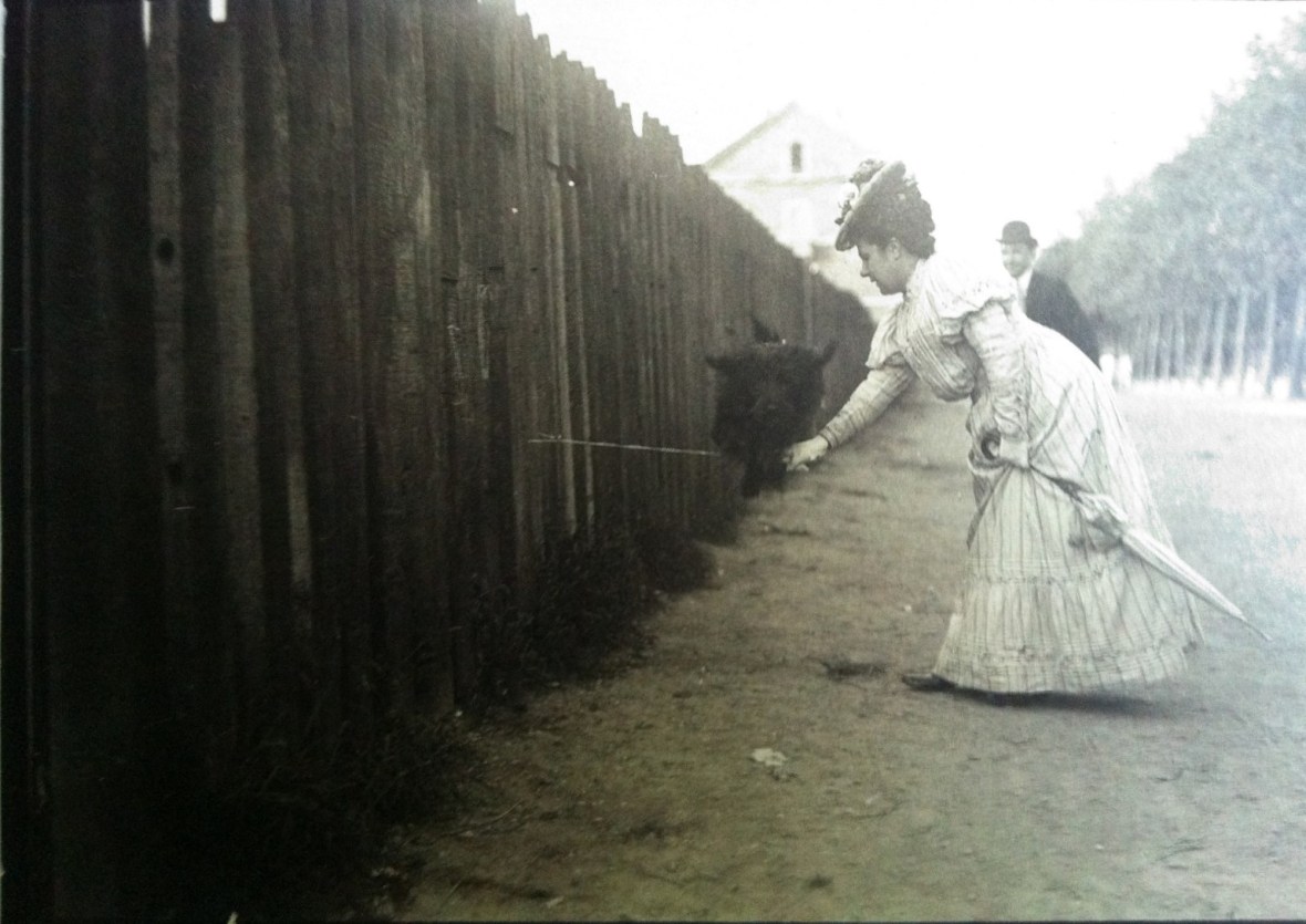 Photo from 'Dogs" by Catherine Johnson