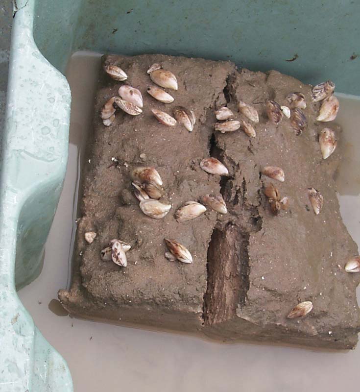 Quagga_mussels_GLERL_1-1