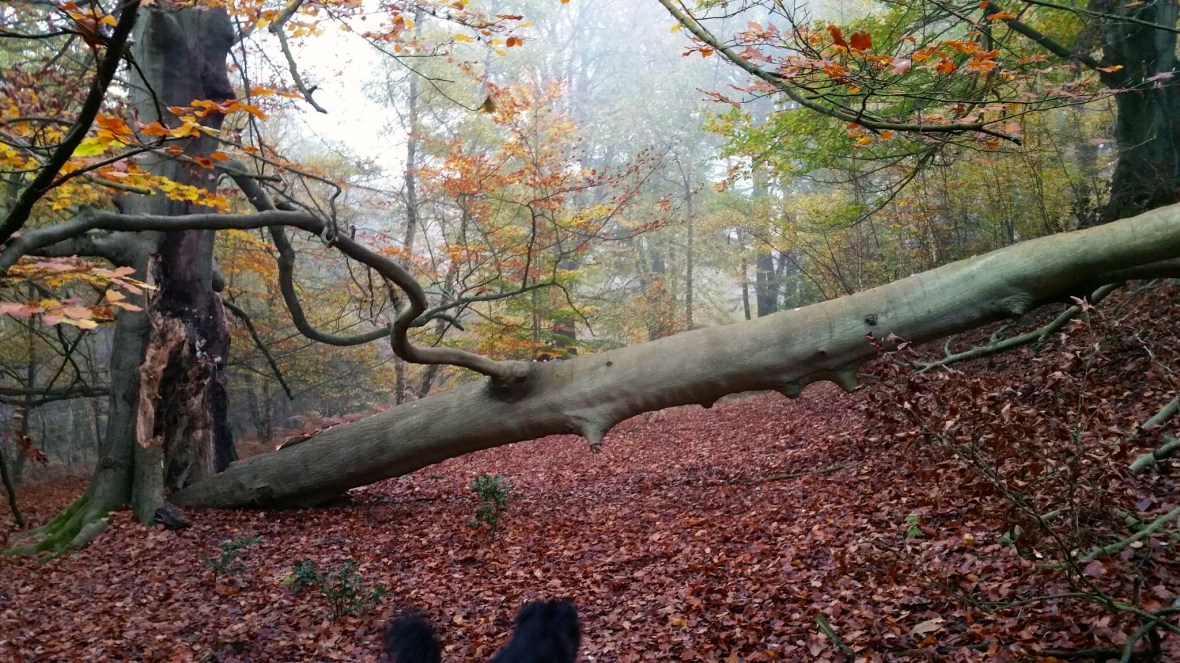 2015-11-01 16.34.22-1